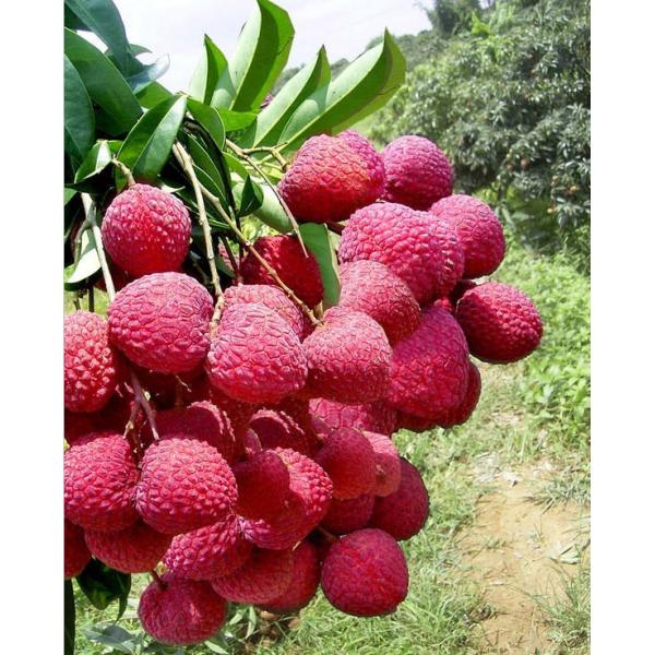 El lichi conservó el conjunto/roto del lichí de las legumbres de frutas en jarabe ligero