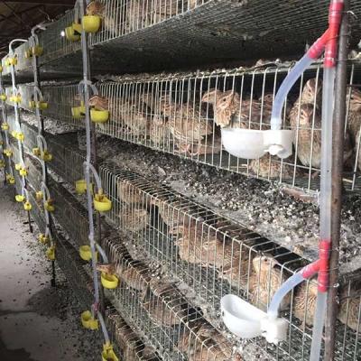 Cold Drawn Wire Welding Quail Bird Cage , Safe Quail Laying Cages Space Saving