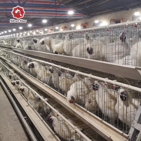 4 oiseaux par chaud de système de cage de batterie de cellules plongés galvanisé