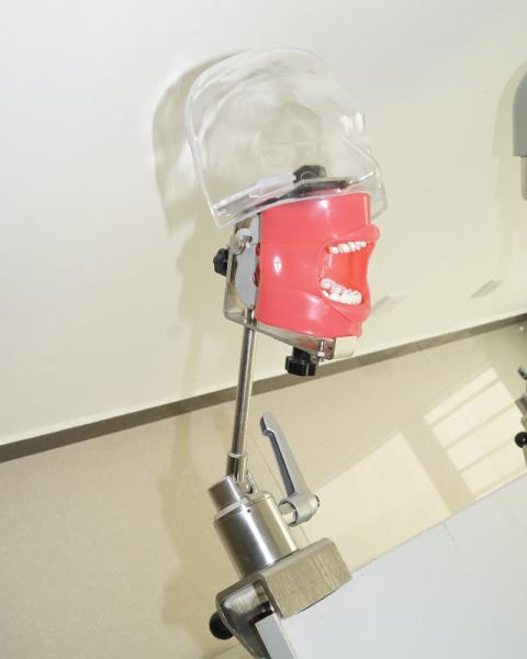 Medical Dental Training Simulator Desktop Dental Phantom Head Model For College Students