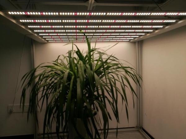 IP65 Waterproof 1000 Watt LED Grow Lights