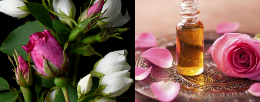 Rose and Jasmine Fragrance Oil For Shower gel & Soap Making/Productions  -Body Wash Fragrance- Phthalate-Free, 36 Months Shelf Life, High-Surfactant Stability