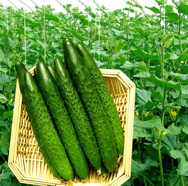 CU09 Nongfeng disease resistant bulk hybrid wholesale cucumber seeds in high quality vegetable seeds suppliers