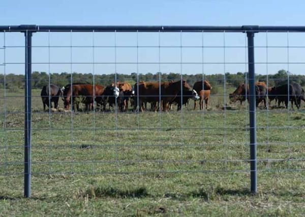 Clôture de bétail en fil de ferraille soudé: structure solide et durée de vie