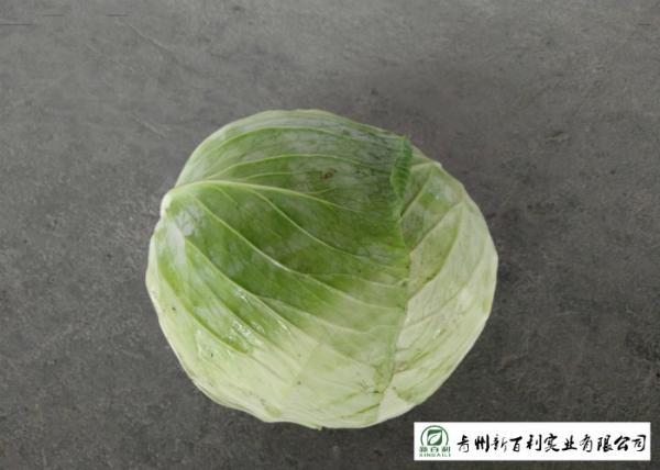 No Pesticide Fresh Flat Head Cabbage , Nutrition Mini Drumhead Cabbage