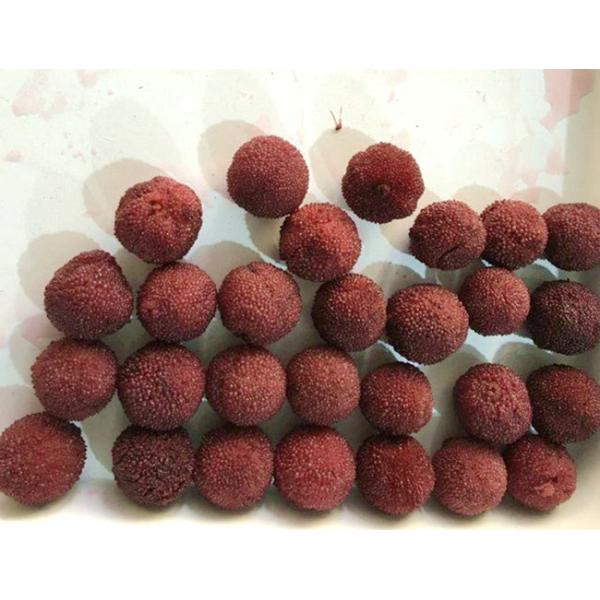 Pure Natural Canned Waxberry / Bayberry In Syrup Fresh Taste Organic Canned Fruit