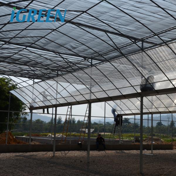 IGreen Agricultural Greenhouses Large Panda Film Greenhouse Suitable for All Climates