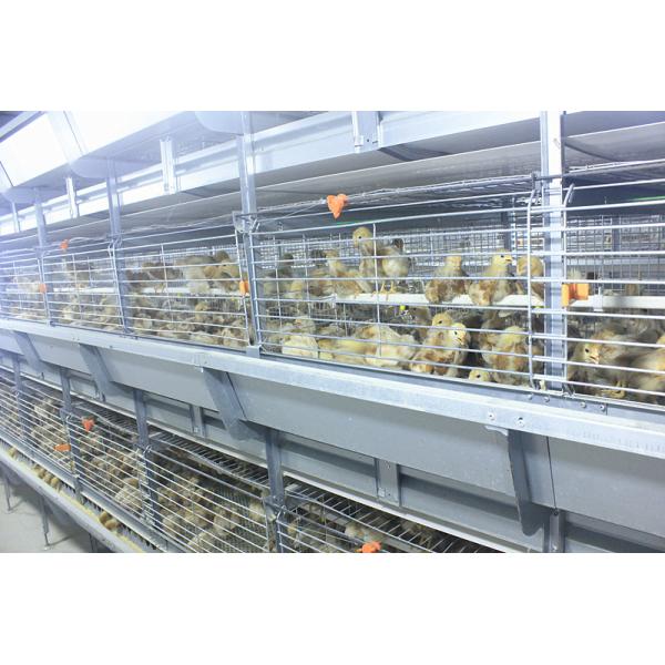 Клетка цыпленка бройлера 208 птиц