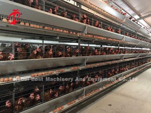 16 недель Яйцекладка Курица А или H Рама Автоматизированные клетки 15000 птиц Эмили