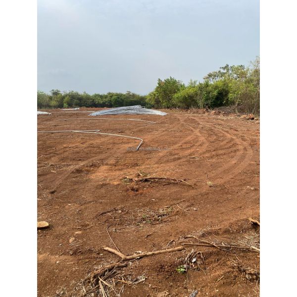 Agricultural Single Span Tunnel Green House Sprinkler Irrigation Lettuce Greenhouse For Farm
