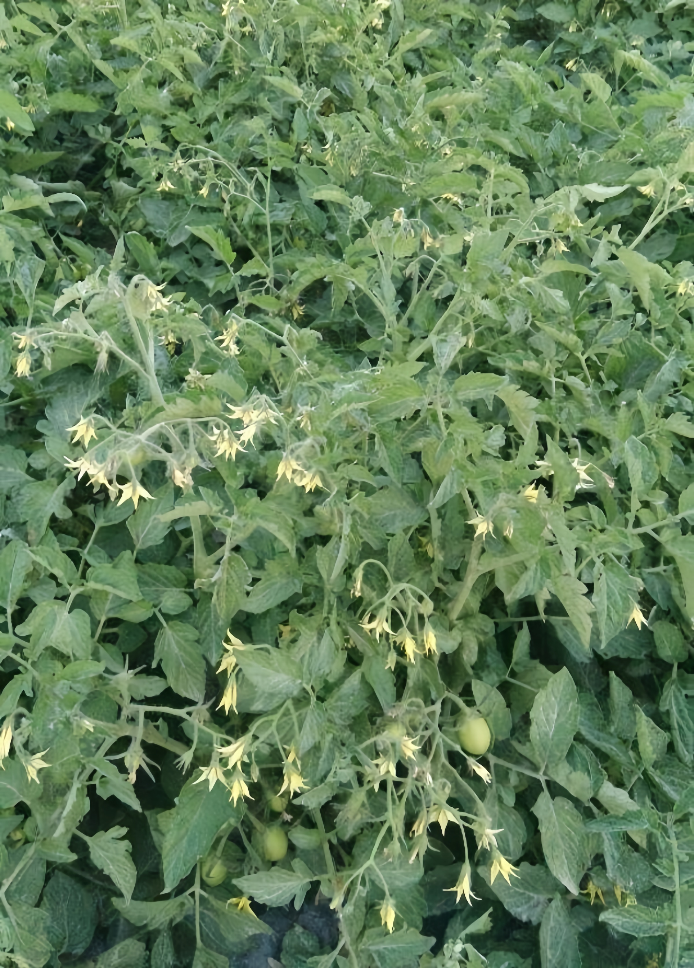 Sala Oblong Determinate Hybrid Tomato Seeds Bacterial Resistance  T12