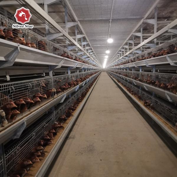 Q235 Hot Galvanized Automatic A Type H Type Poultry Farming Chicken Cage For Layer Equipment