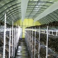 Serre à champignons extérieure de 7 à 10 mètres de large avec couverture isolante