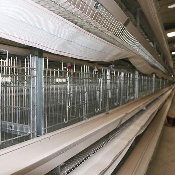 Auto Feeding Egg Laying Chicken Cages , Q235 Steel Wire Layer Bird Cage