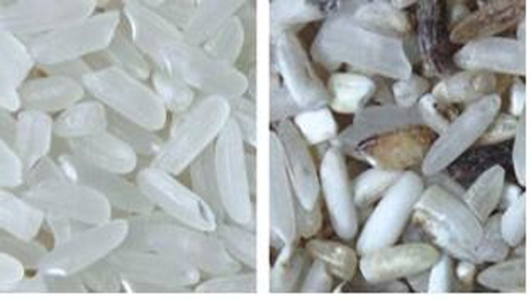 Máquina do classificador da cor do arroz de 4 rampas com certificado do CE