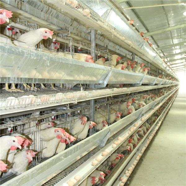 Type 4 soudure de la ferme H de fil d'acier de la cage Q235 de poulet de couche de porte