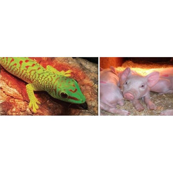 Red infrared lamp 100W 150W 175W 200W 250W 275W animal chicken pig pet therapy infrared heating bulb