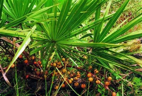 Herb medecine Saw Palmetto Extract Fatty acid 45%