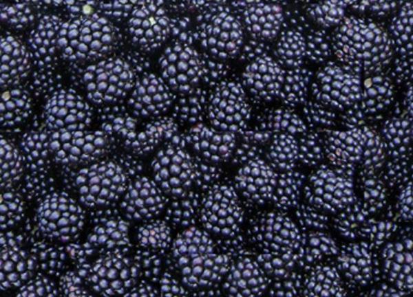 Fresh Delicious IQF Frozen Fruit , Grade A Quick Freezing Blackberry