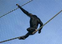 柔軟な7×7構造 ステンレス鋼鉄ワイヤロープ網 動物園の鳥居の網