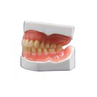 Coroa dental da zircônia realística da forma que fabrica o modelo da dentadura 3D
