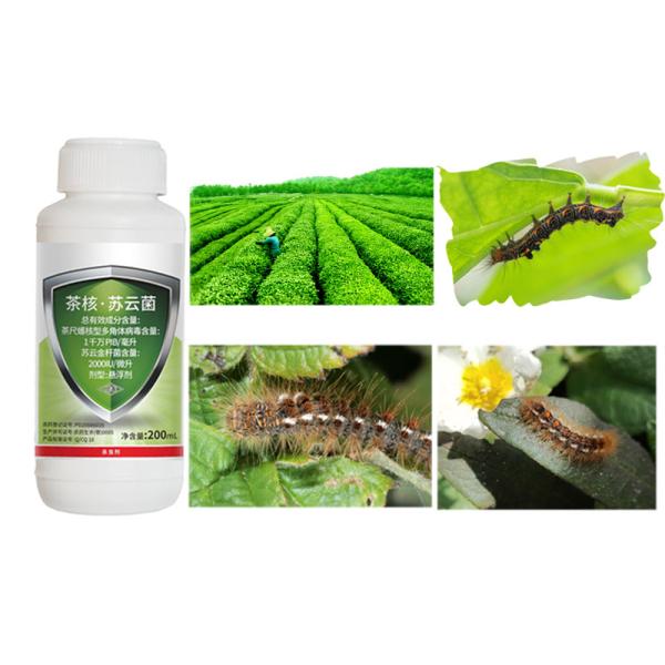 Certificado Pesticida Natural Orgânico Mata Chá Geométrica Lagarta Insecticida de Moscas
