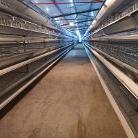 Pose du système de cage de batterie d'oeufs de couche de poulet pour les pondeuses