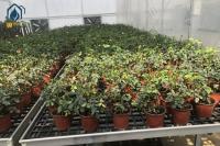 En el caso de las plantas de la familia de las plantas de la familia de las plantas de la familia de las plantas de la familia de las plantas de la familia de las plantas de la familia de las plantas de la familia de las plantas de la familia de las plantas