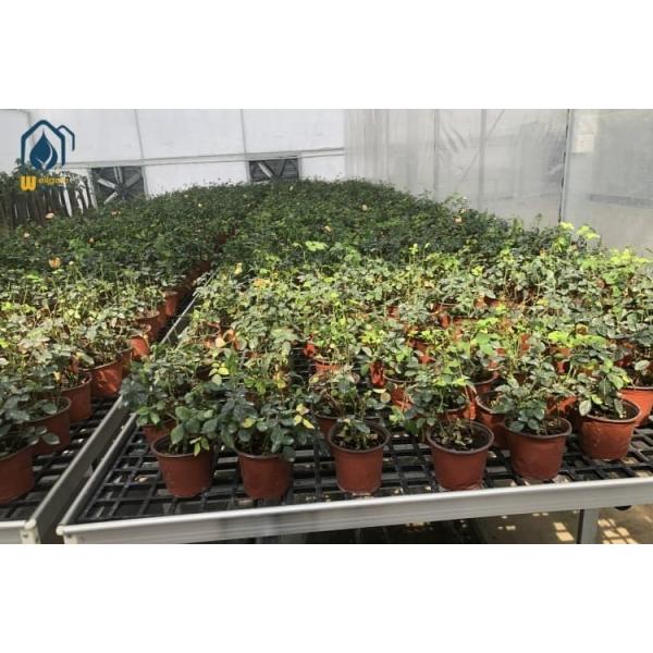 Black Plastic Seedling Tray PP Sheet Rolling Grow Tray Moveable