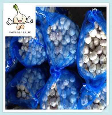 Best selling 2016 New crop fresh garlic SUPER GARLIC WITH LOW PRICE