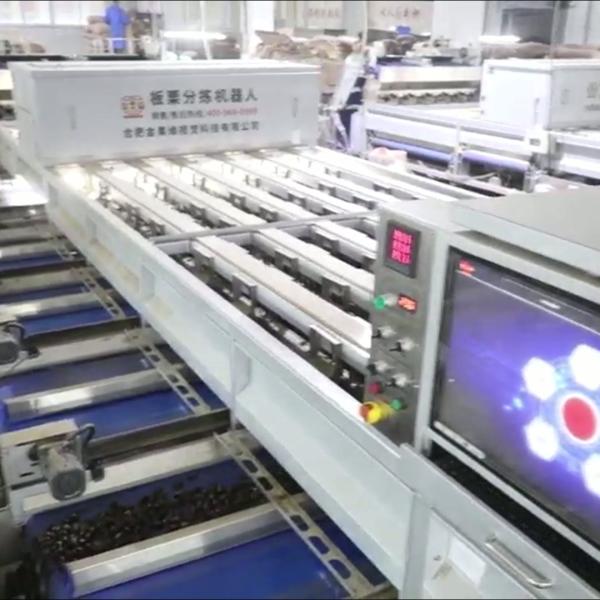 Experience Enhanced Efficiency with Our AI Powered, High Capacity, 304 Stainless Steel Chestnut Sorting Machine Featuring 8 Lanes + 8 Outlets for Optimized Processing.