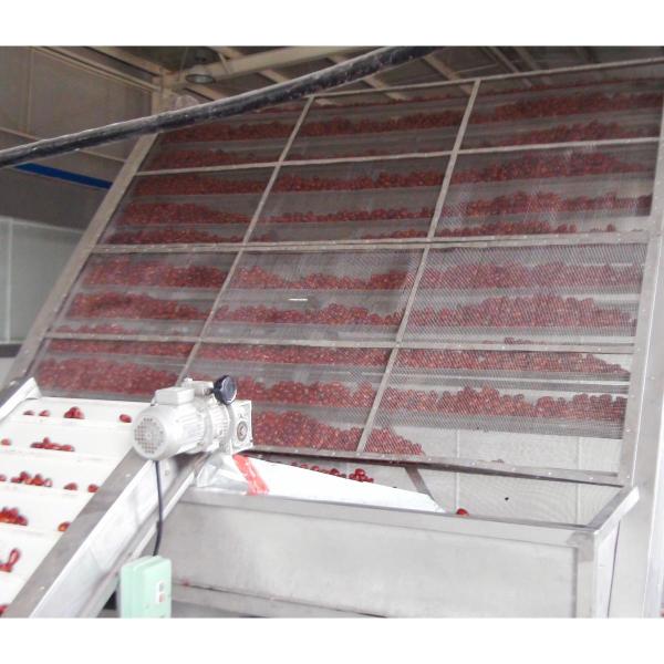 410V Belt Drying Equipment Automatic Fruit Vegetable Conveyor Dryer Machine