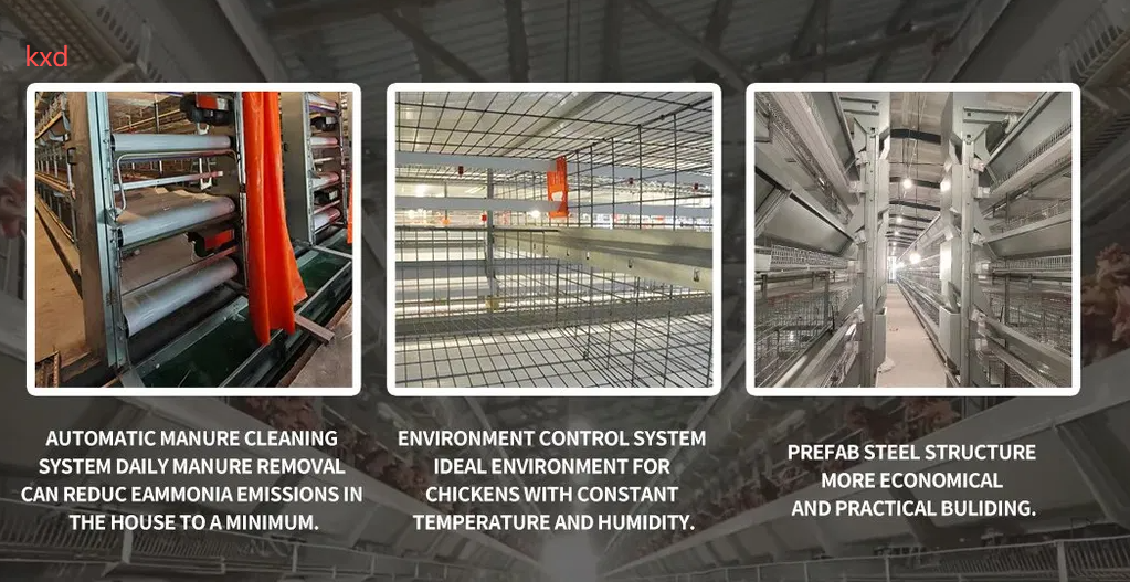 Corrosion Resistant Hot-dip Galvanized Layer Chicken Cage with High Egg Laying Rate for Poultry Farming