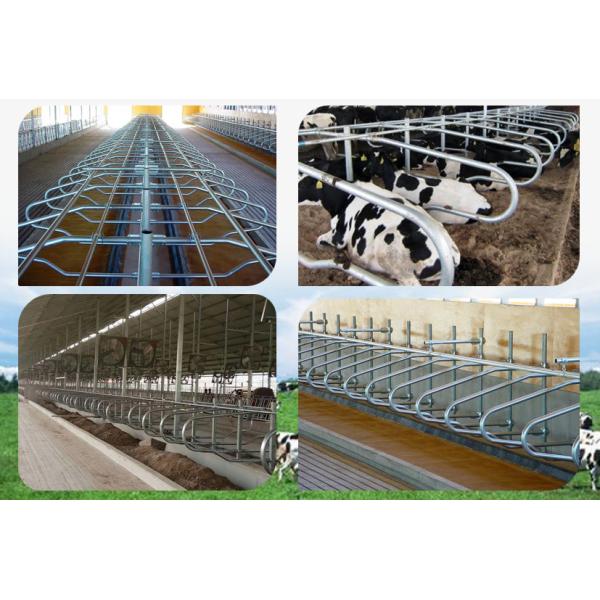 Стойлы скотин обрабатывая землю оборудования коровы одиночной стороны эргономические гнуть свободные