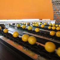 Máquina de triagem laranja de alta precisão de 6 a 12 toneladas de capacidade, aprovada pelo CE