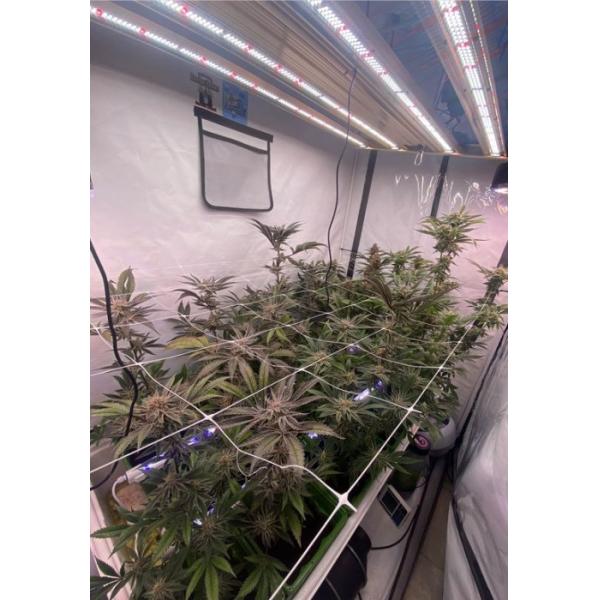 завод 520W растет завод полного спектра Dimmable садоводства светов крытый Hydroponic