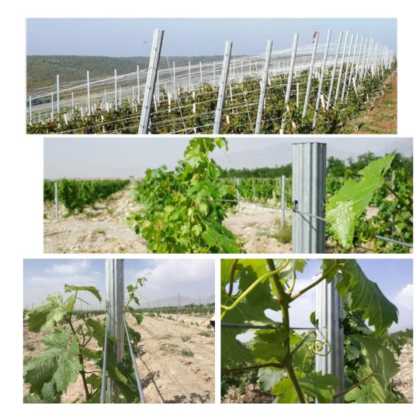 Galvanized Dragon Fruit Metal Post Vineyard Trellis Grape Stake for Orchard