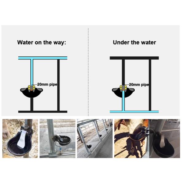 Wall -Mounted Easy Installation Cast Iron Coated Powder Drinking Bowls for Dairy Farm Tj-1015 Shape Waterer Durable