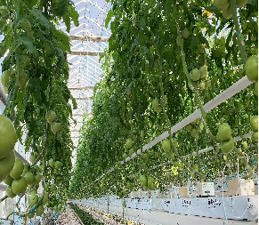 Proyecto llave en mano de invernaderos hidropónicos comerciales de inundación de varios tramos