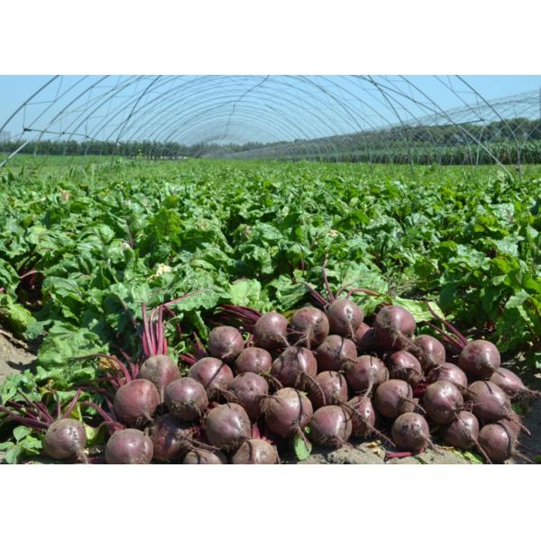 Quelato do ácido aminado do cobalto do adubo orgânico para beterrabas