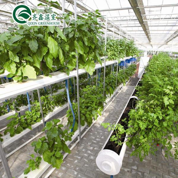 Single Span Greenhouse Mushroom Growing Equipment Covered with Transparent Plastic Film