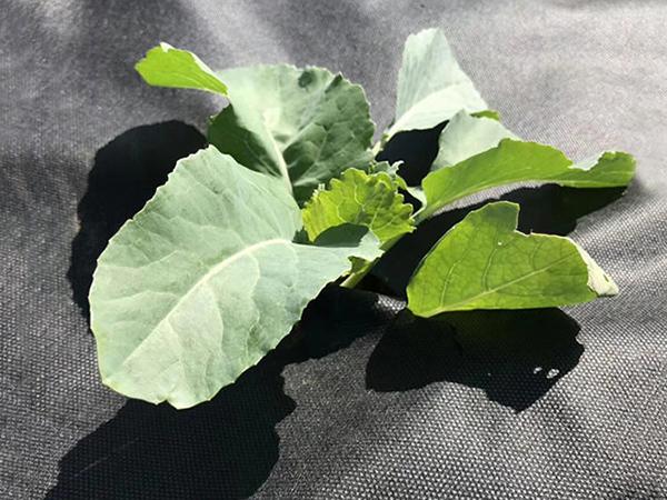 6400mm Agricultural Nonwoven Weed Control Fabric 60gsm