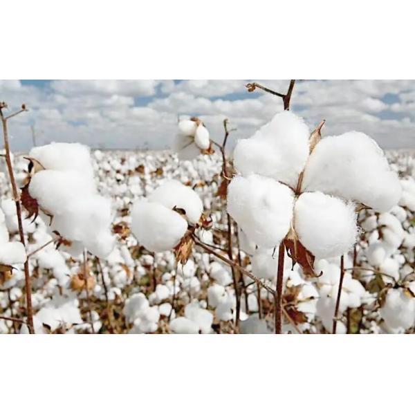 Plants Supplements Amino Acid 80 Powder Organic Fertilizer