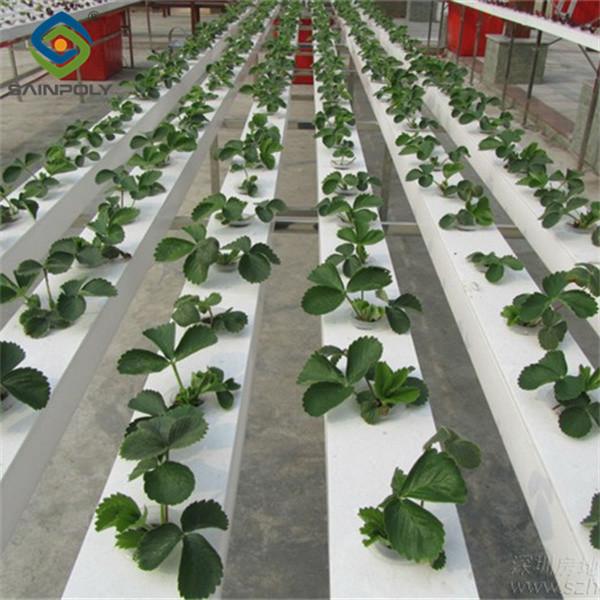 Stable Energy Saving Strawberry Greenhouses With Heating Cooling System