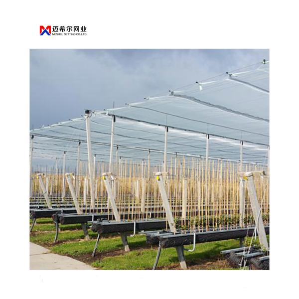 Durable Hail Net made with 100 percent virgin HDPE material providing hail damage protection for gardens and apple trees