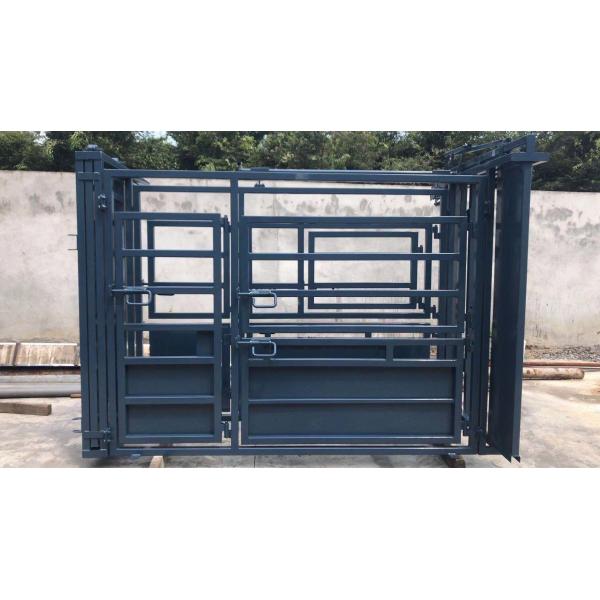 Blue Colour Painting Australia Standard Vet Cattle Crush Painting