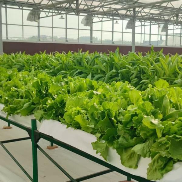Hot Sale Smart Galvanized Steel Venlo Greenhouse For Agriculture