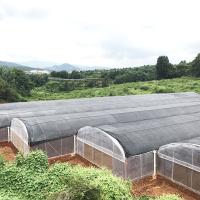 Gran túnel de película de plástico de tramo único Vivero agrícola Invernadero de cultivo