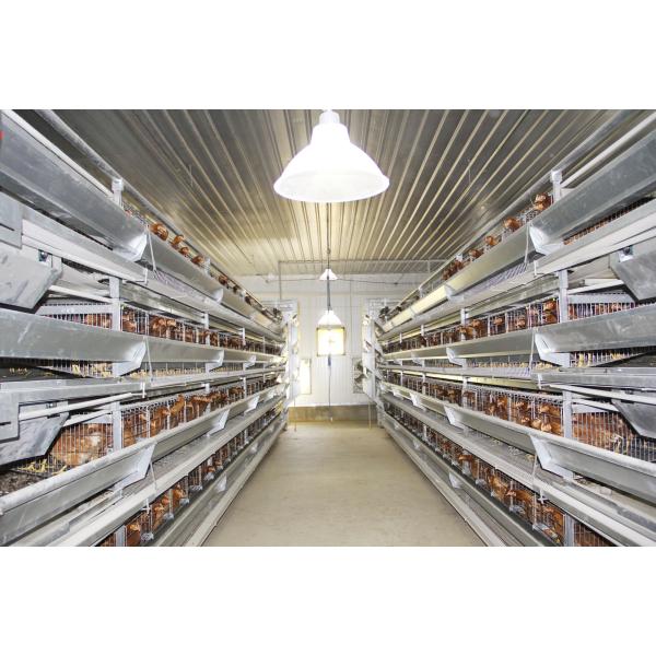 Casa de aves de corral de pollo totalmente automatizada - Estrutura de acero Equipo agrícola prefabricado