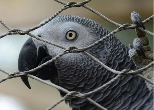 Walk-In Safety Aviary Wire Netting Flexible Zoo Mesh Rail 30x30mm